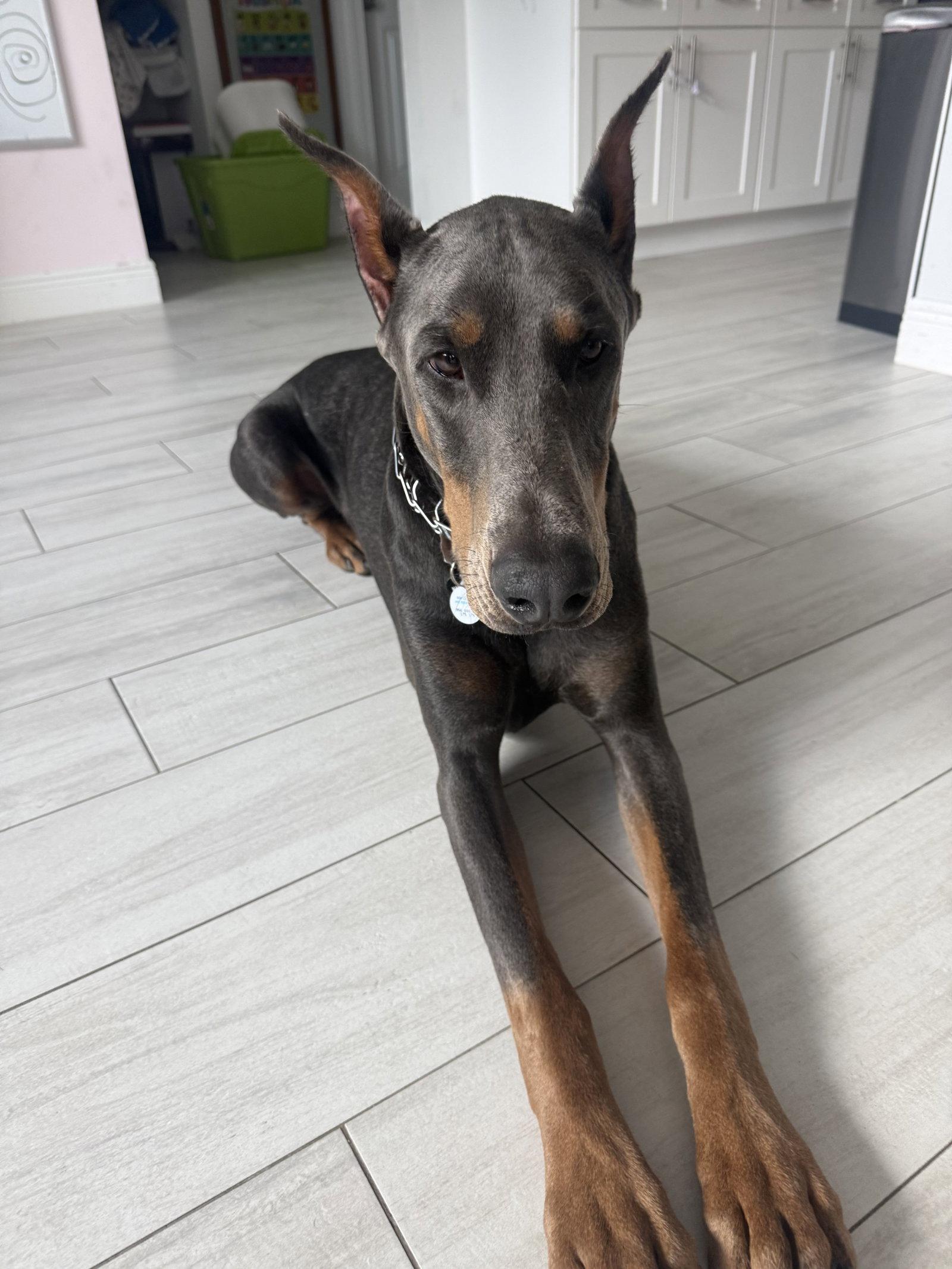 Hades, Adoptable, Adult Male Doberman Pinscher.