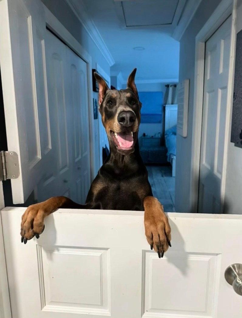 Enlarge Hades, a Adoptable Doberman Pinscher in Pompano Beach, FL image 2/3