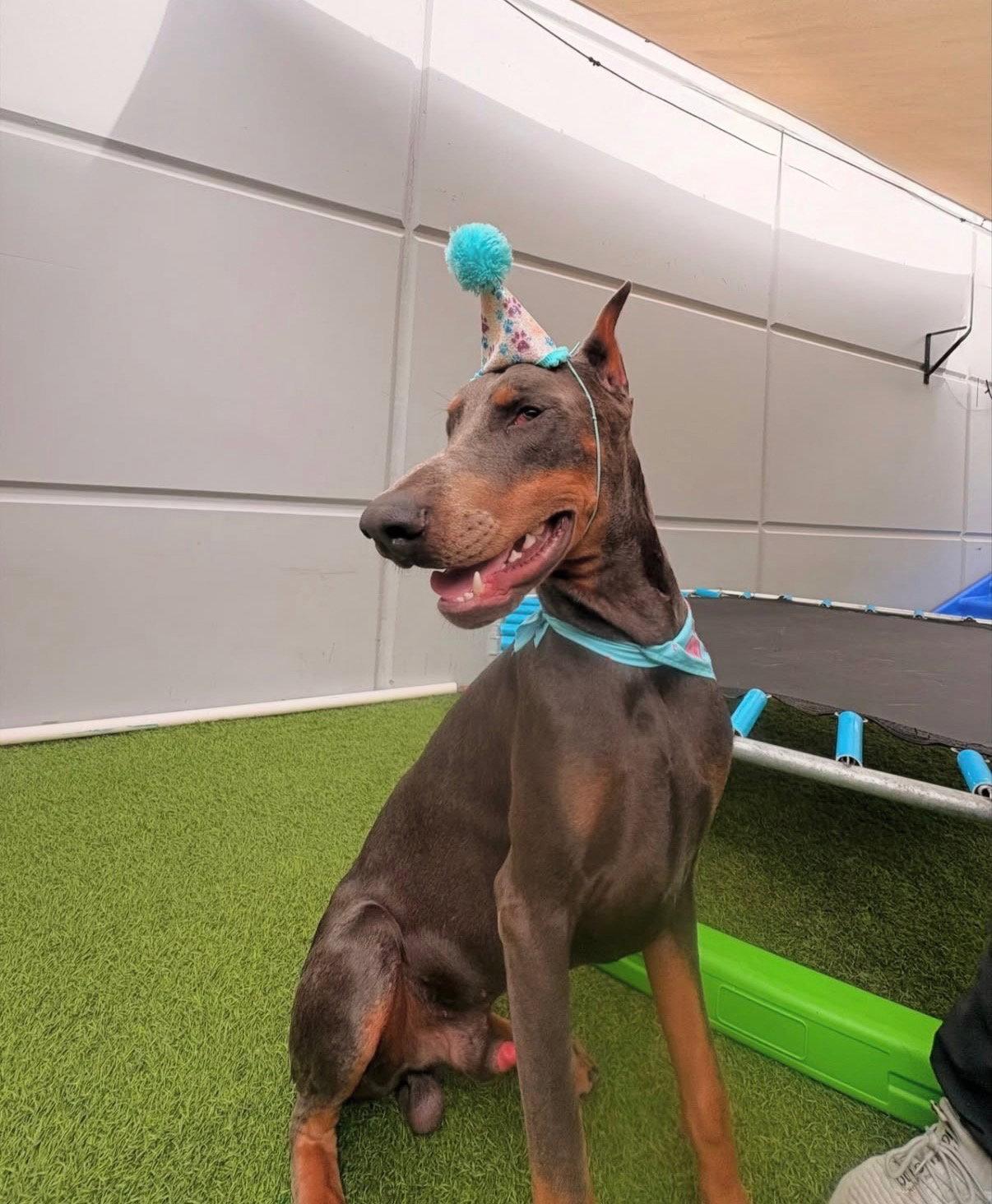 Hades, a Adoptable Doberman Pinscher in Pompano Beach, FL image 2/2