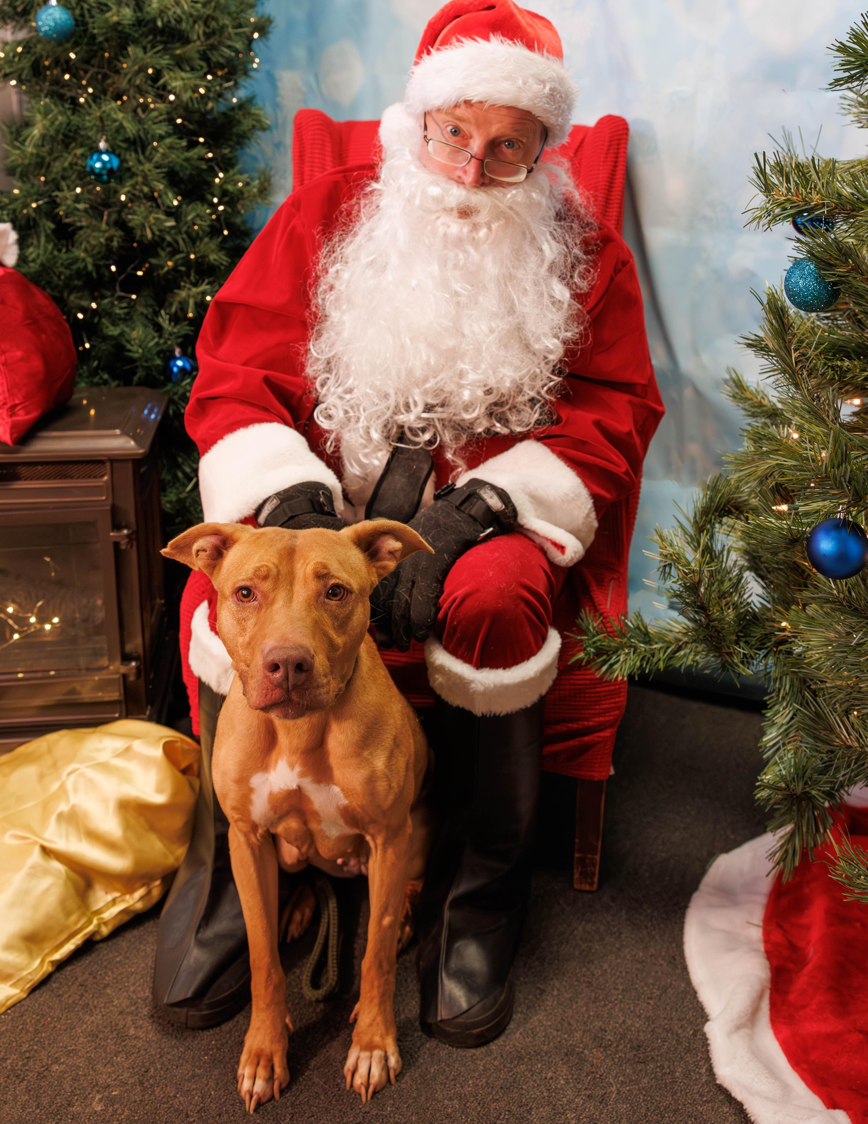 Enlarge Flora, a Adoptable Pit Bull Terrier in Xenia, OH image 1/4