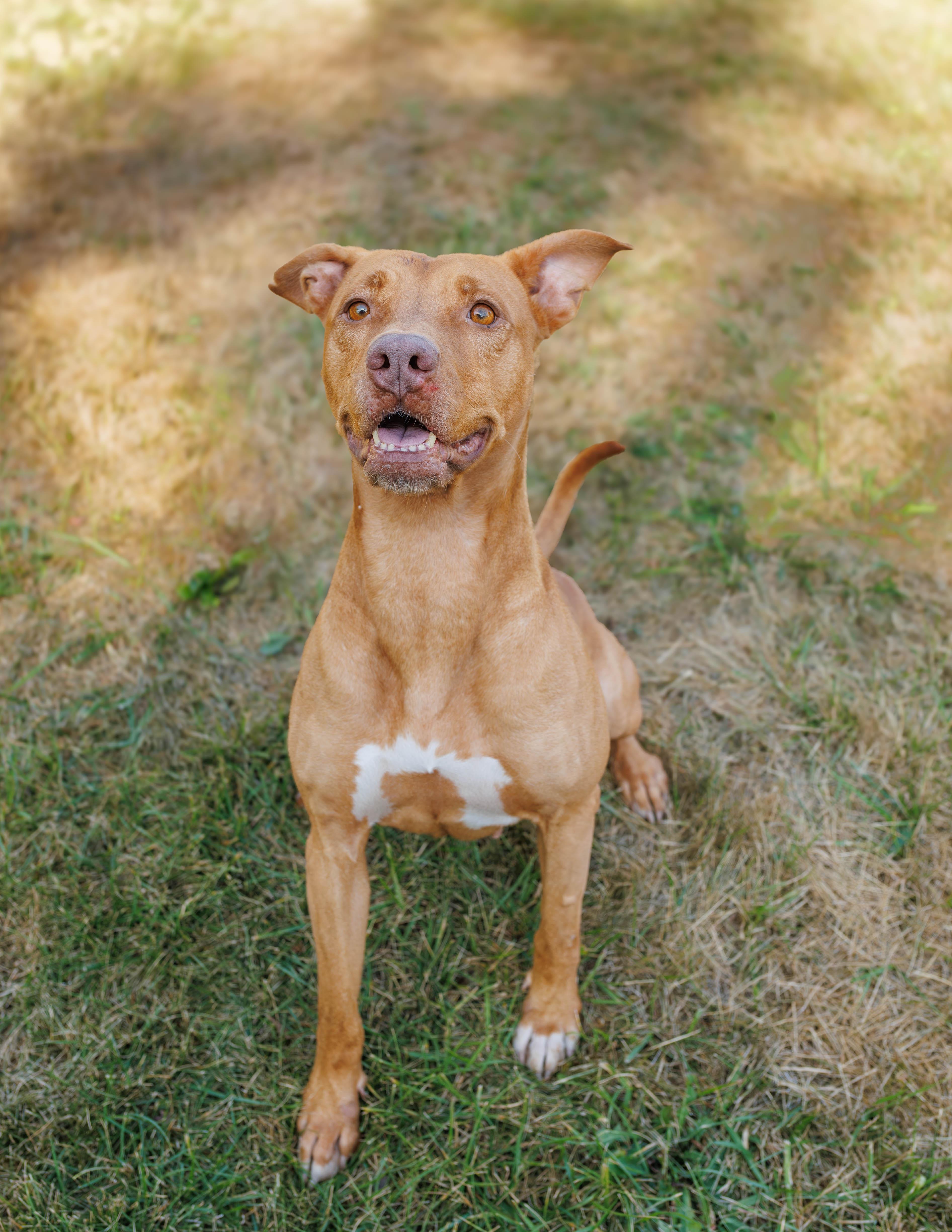 Enlarge Flora, a Adoptable Pit Bull Terrier in Xenia, OH image 2/4