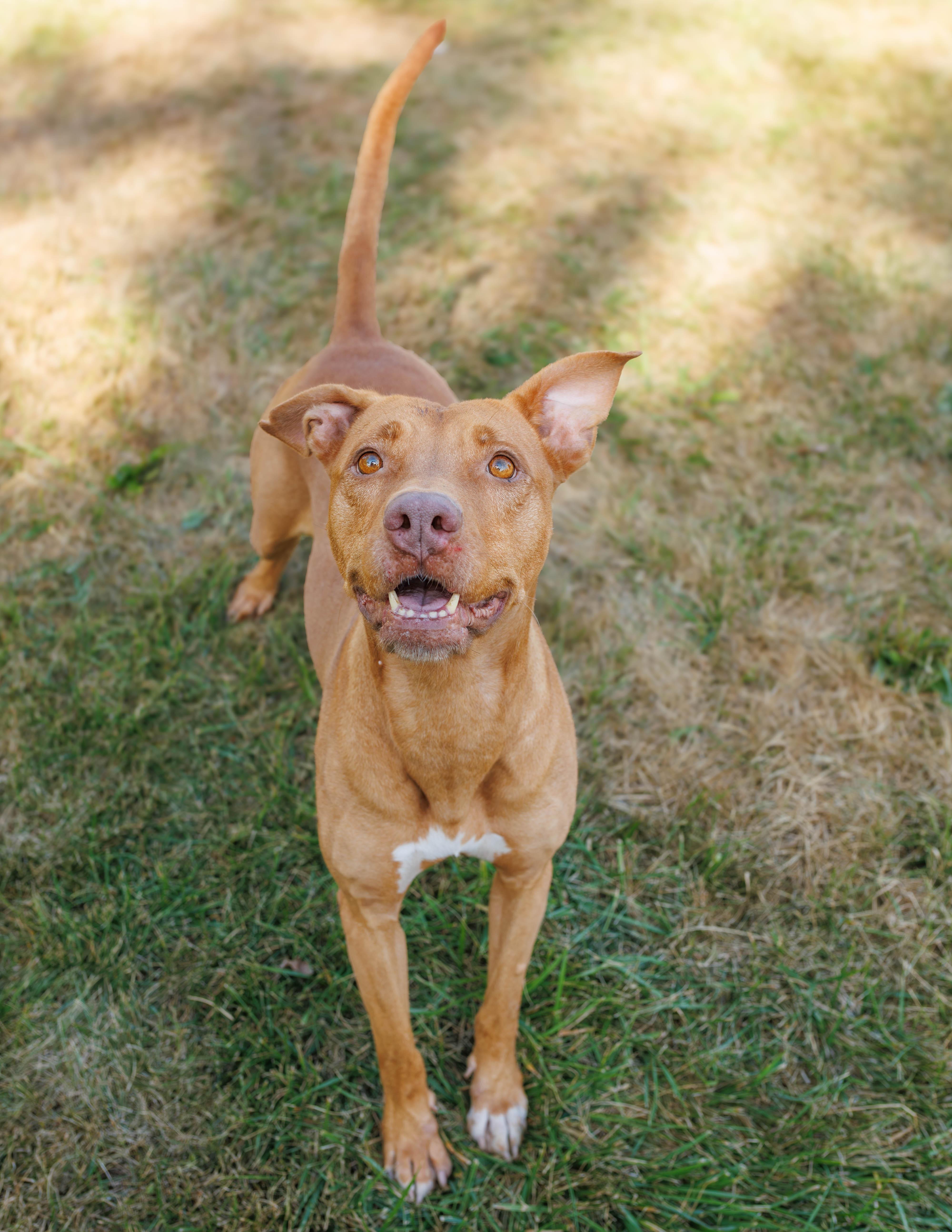 Flora, Adoptable, Senior Female Pit Bull Terrier.