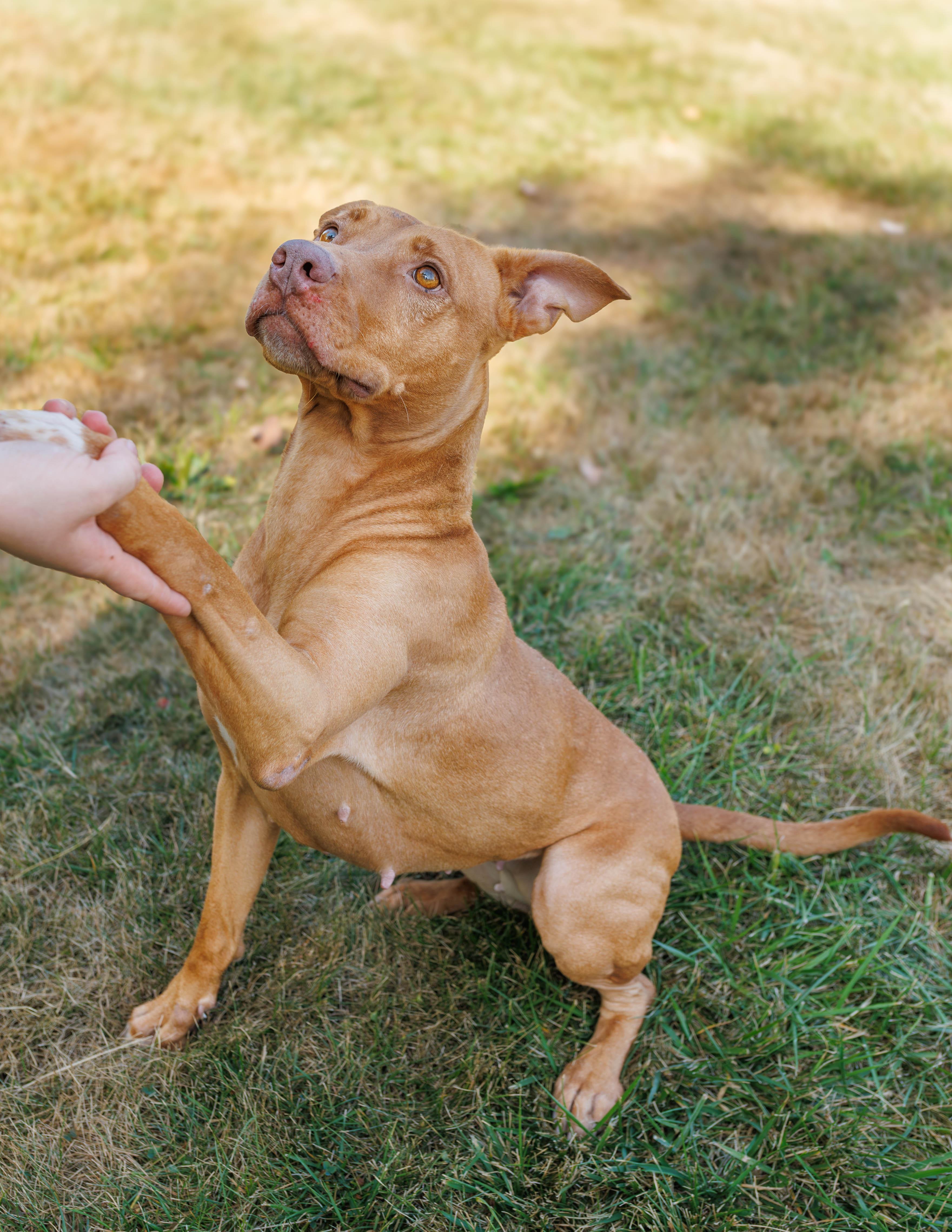 Enlarge Flora, a Adoptable Pit Bull Terrier in Xenia, OH image 4/4