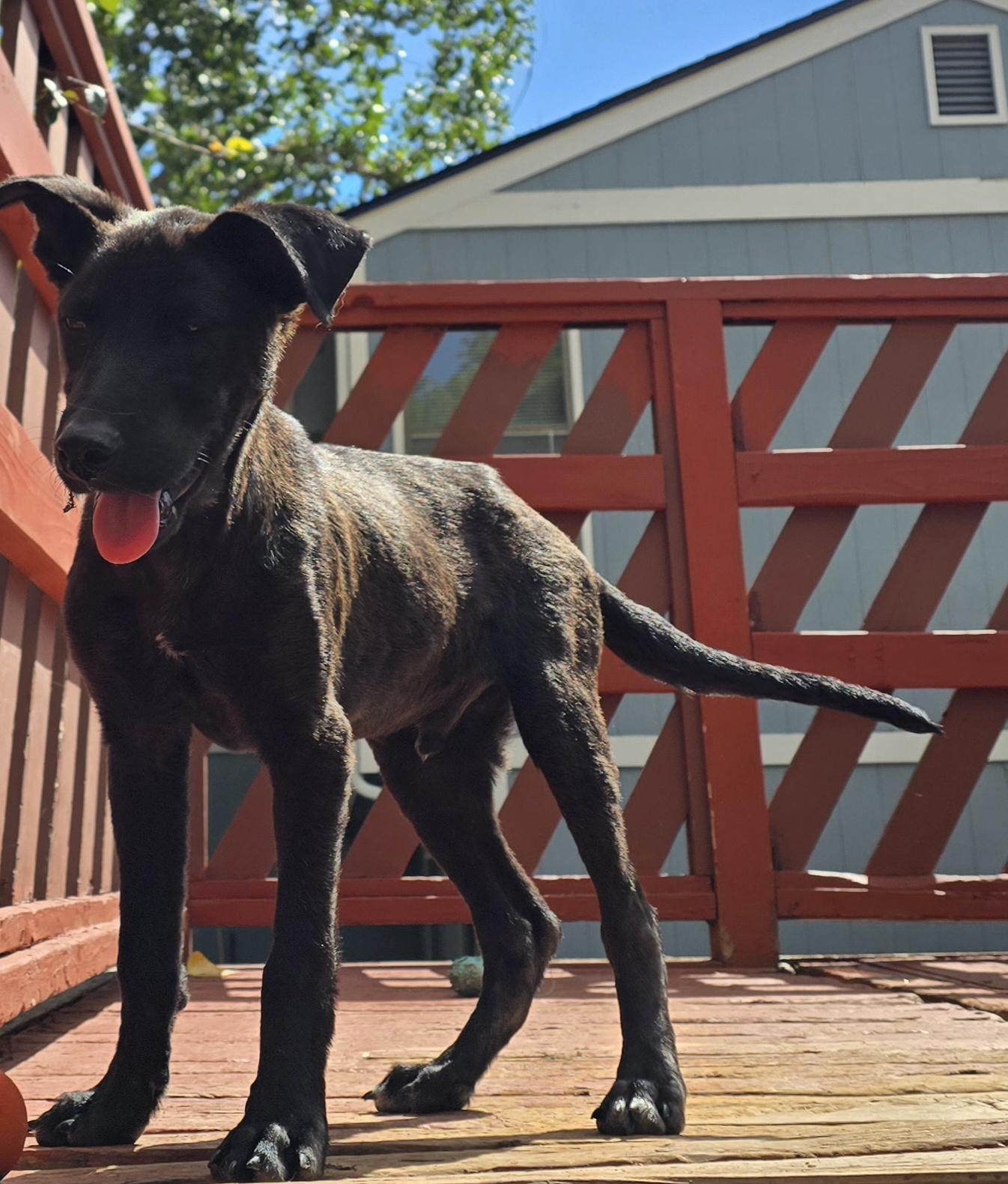 Enlarge Moose, a Adopted mixed breed in Fort Collins, CO image 4/4