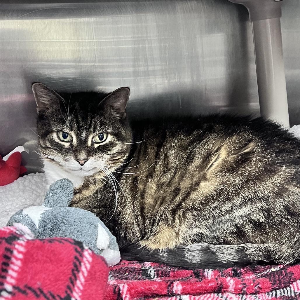 Enlarge Rosie, a Adoptable Domestic Medium Hair in Mentor, OH image 1/3