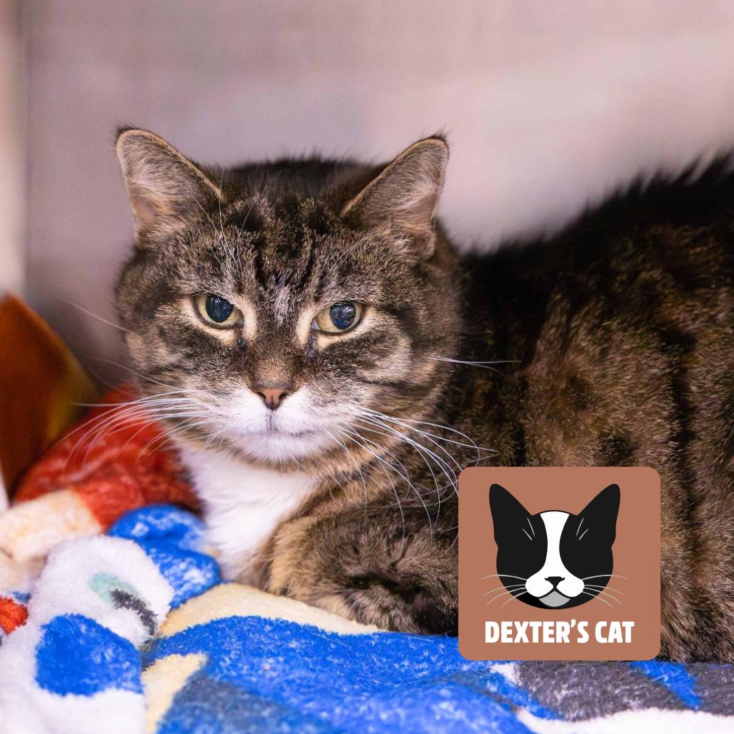 Enlarge Rosie, a Adoptable Domestic Medium Hair in Mentor, OH image 2/3