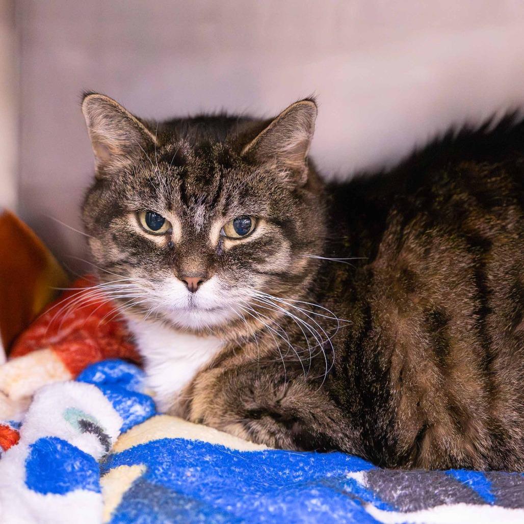 Enlarge Rosie, a Adoptable Domestic Medium Hair in Mentor, OH image 3/3