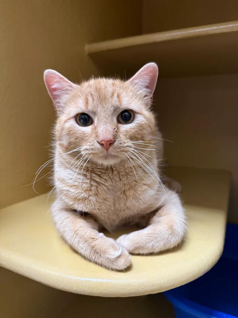 Pork Chops, Adoptable, Adult Male Domestic Short Hair & Domestic Short Hair.