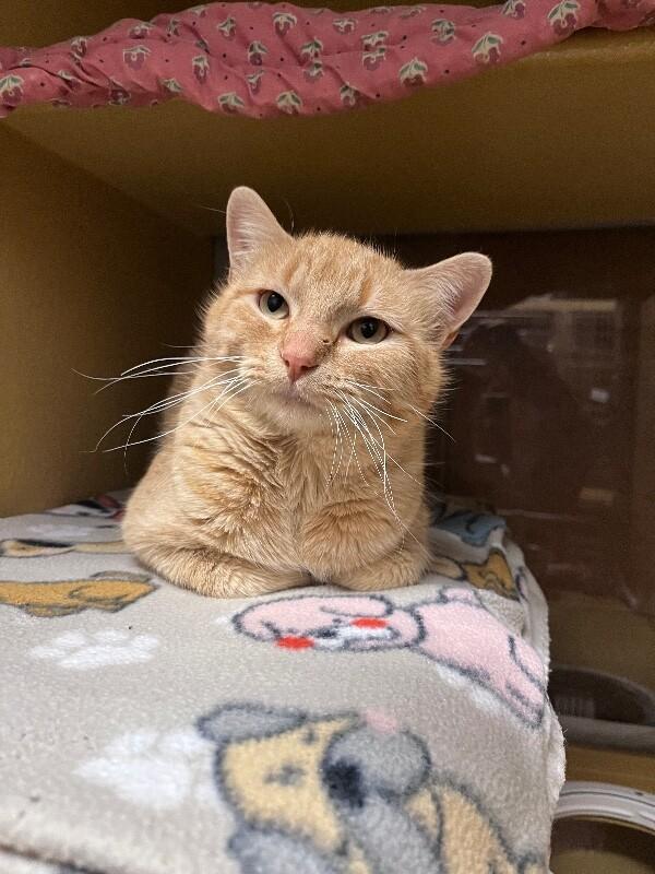 Enlarge Pork Chops, a Adoptable mixed breed in Westminster, CO image 1/6