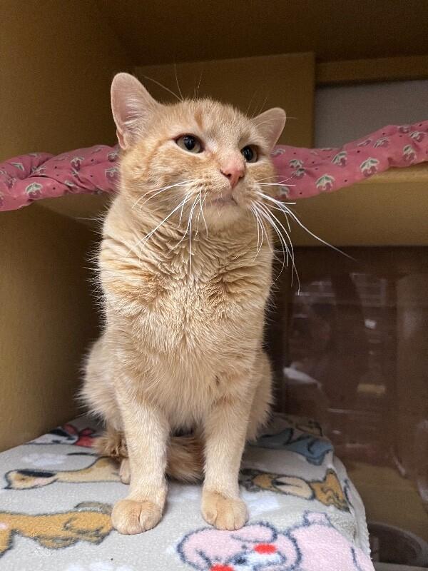 Enlarge Pork Chops, a Adoptable mixed breed in Westminster, CO image 3/6
