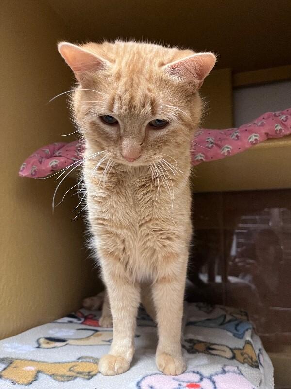 Enlarge Pork Chops, a Adoptable mixed breed in Westminster, CO image 4/6