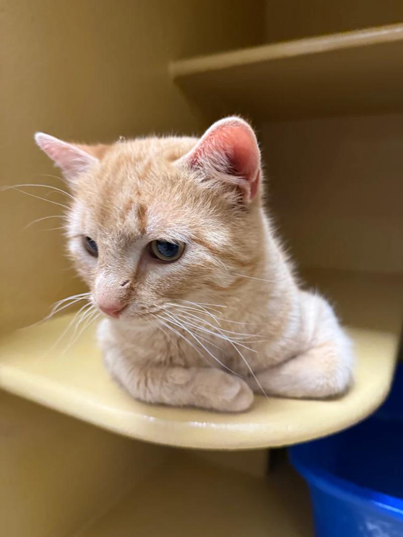 Enlarge Pork Chops, a Adoptable mixed breed in Westminster, CO image 6/6