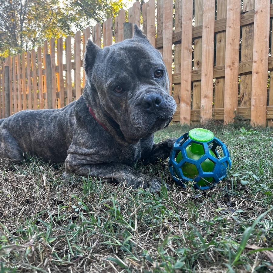 Dusk, a Adoptable Cane Corso in Norwood, GA image 1/8