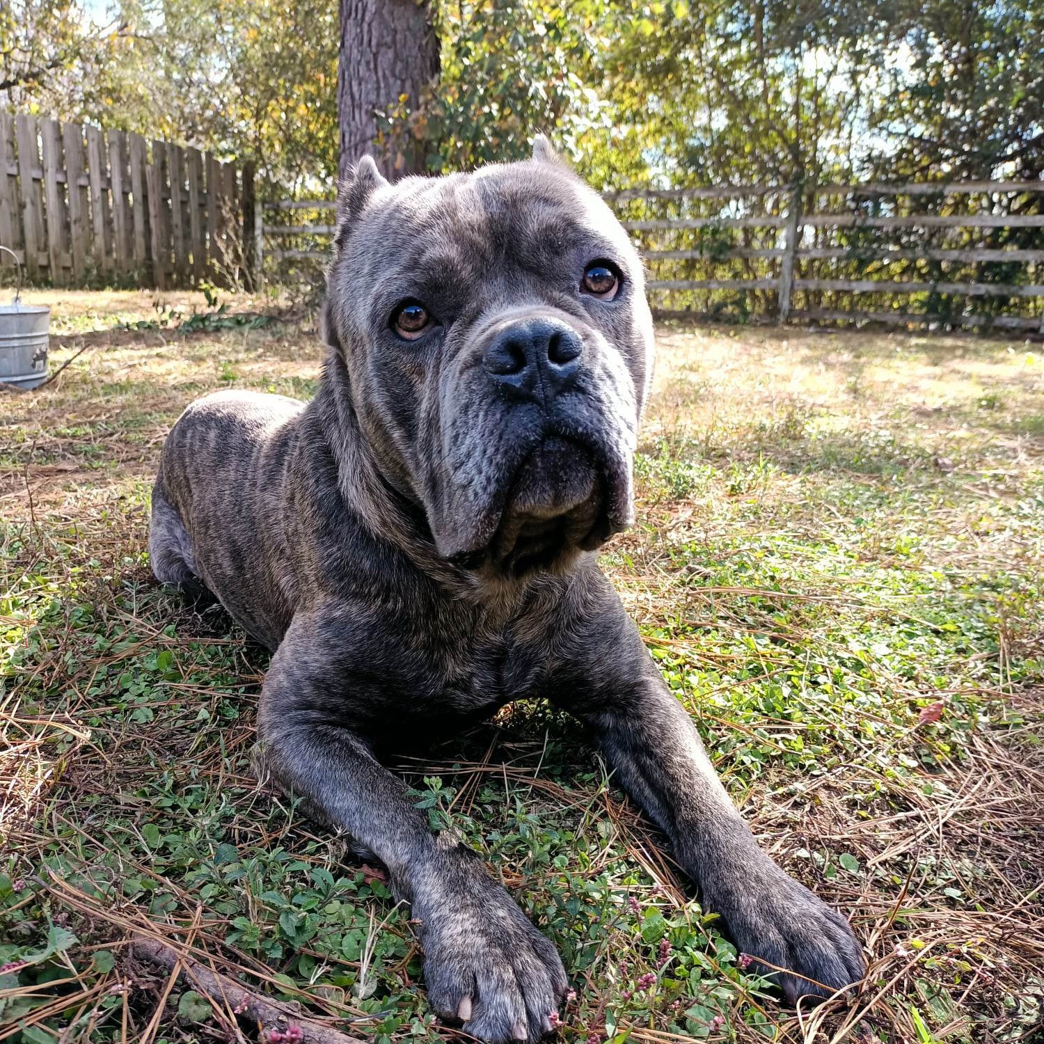 Dusk, a Adoptable Cane Corso in Norwood, GA image 6/8
