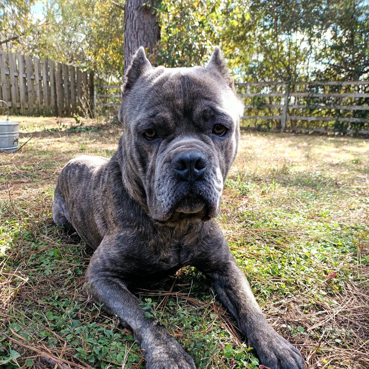 Enlarge Dusk, a Adoptable Cane Corso in Norwood, GA image 7/8