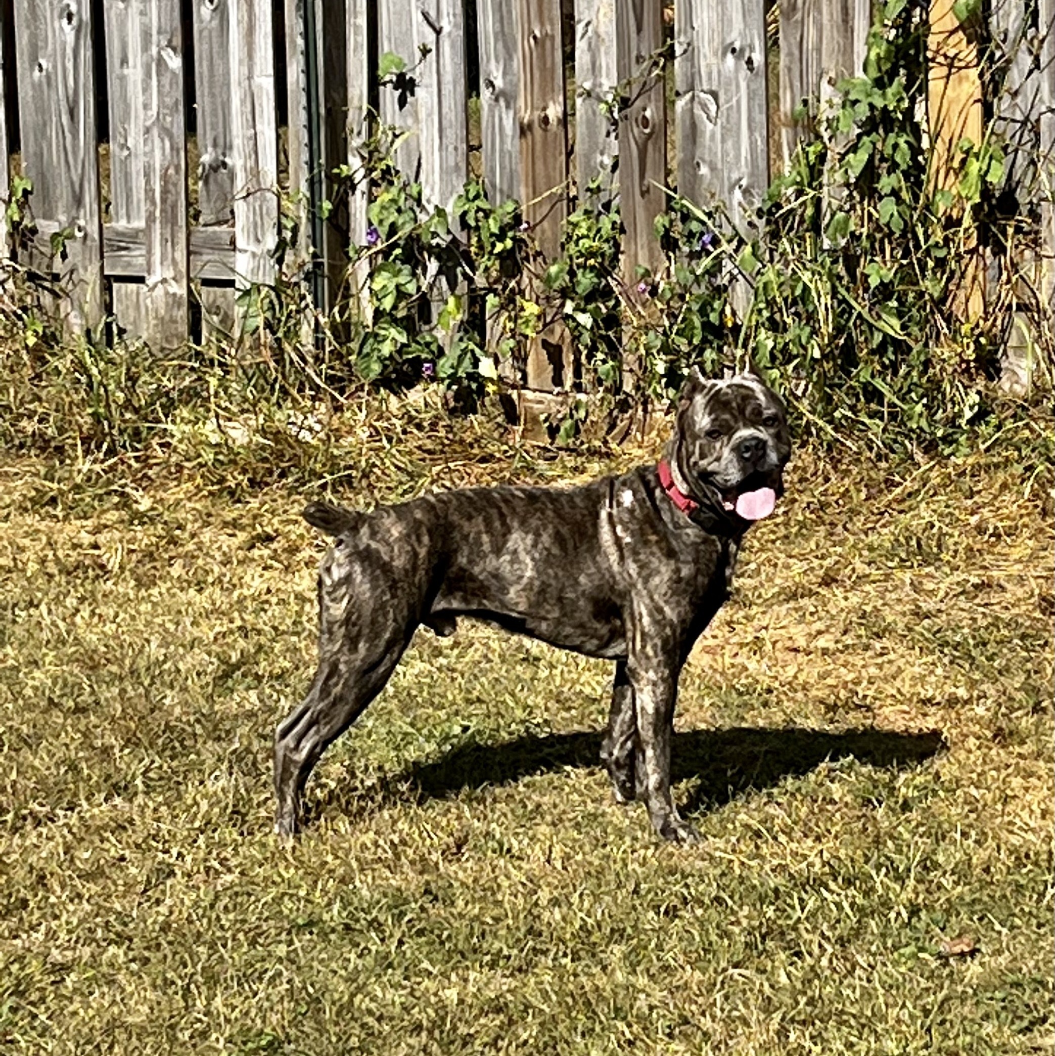 Enlarge Dusk, a Adoptable Cane Corso in Norwood, GA image 8/8
