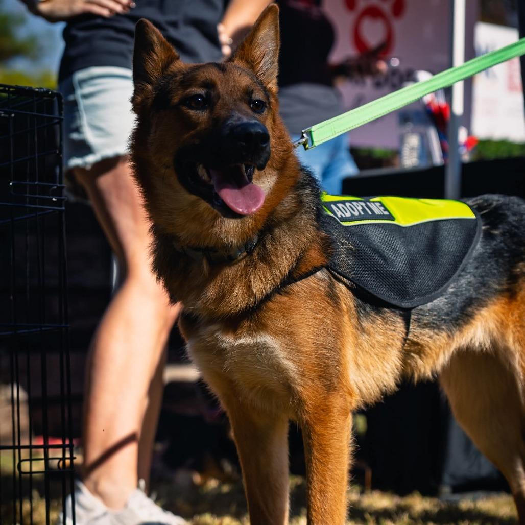 Enlarge Carrot, a Adoptable German Shepherd Dog in Tulsa, OK image 1/3