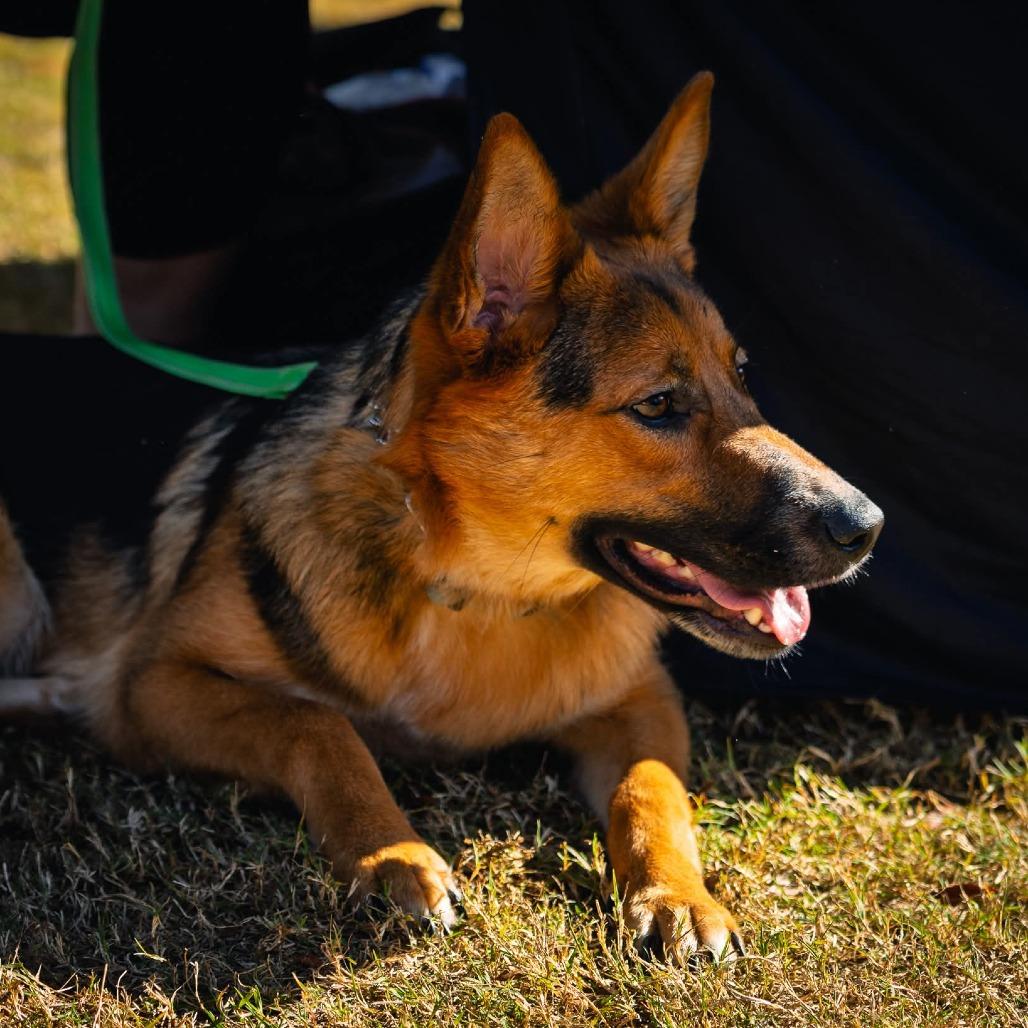 Enlarge Carrot, a Adoptable German Shepherd Dog in Tulsa, OK image 1/3