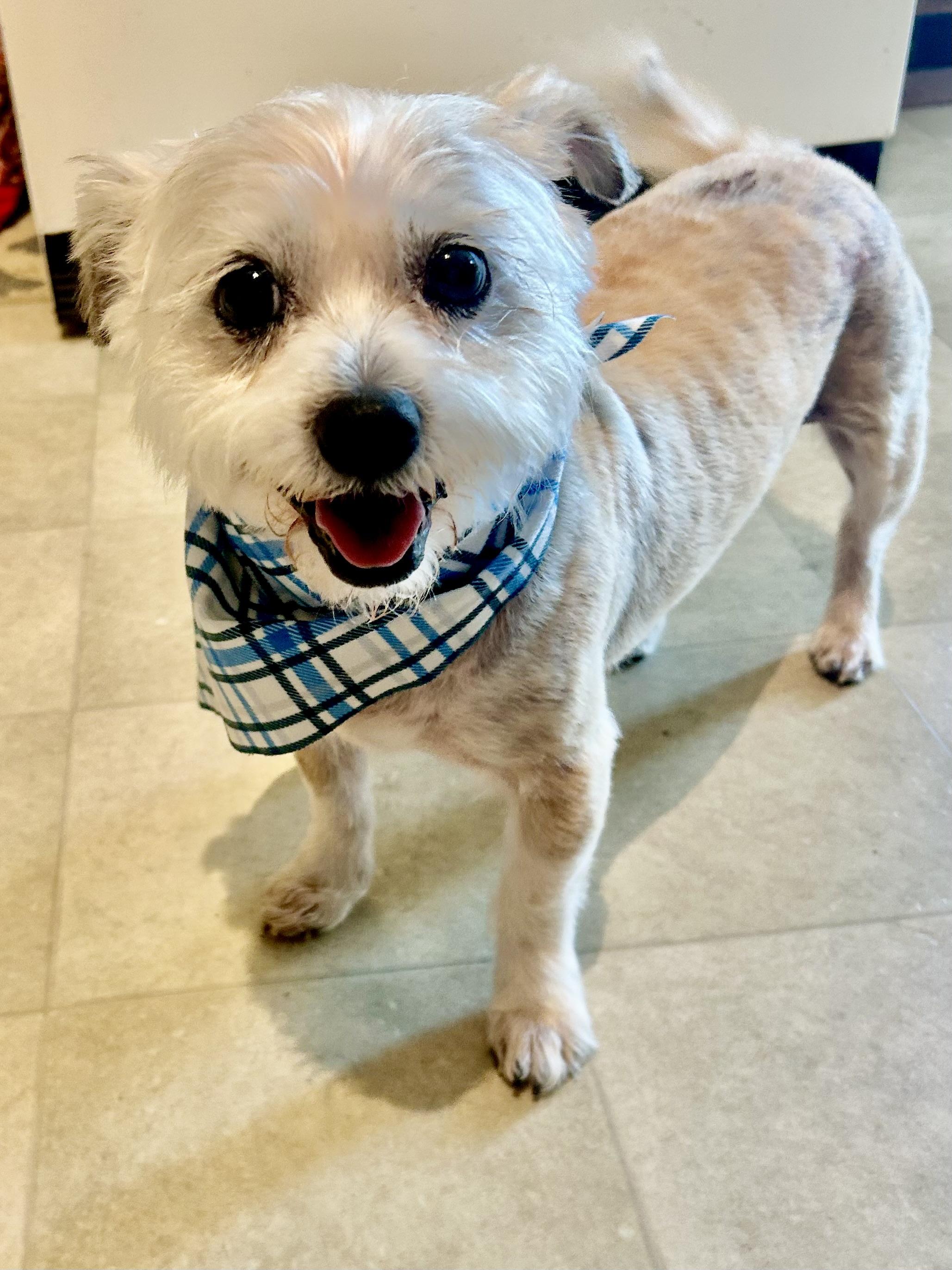 Finn, an adopted mixed breed in Olympia, WA image 1/6
