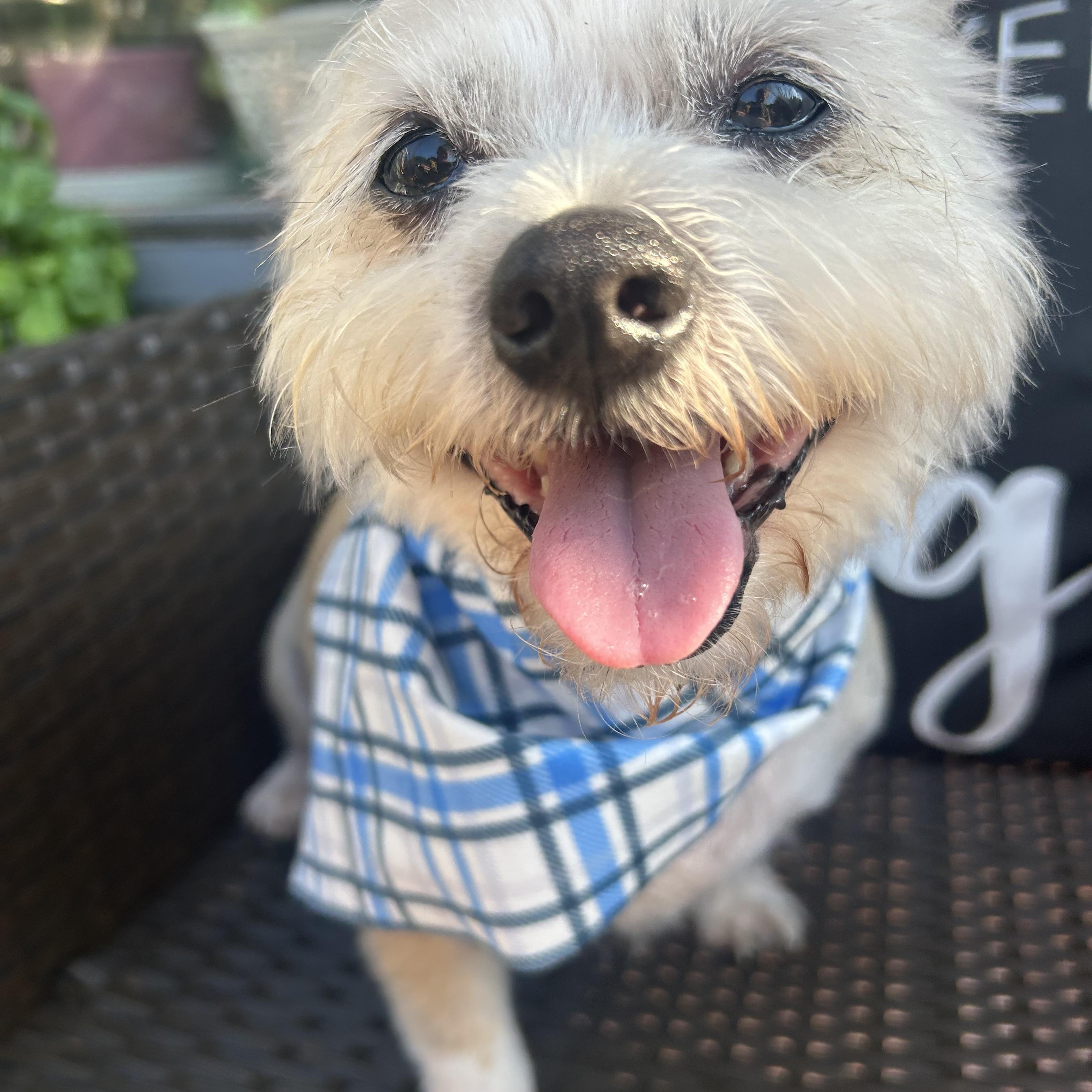Finn, an adopted mixed breed in Olympia, WA image 5/6
