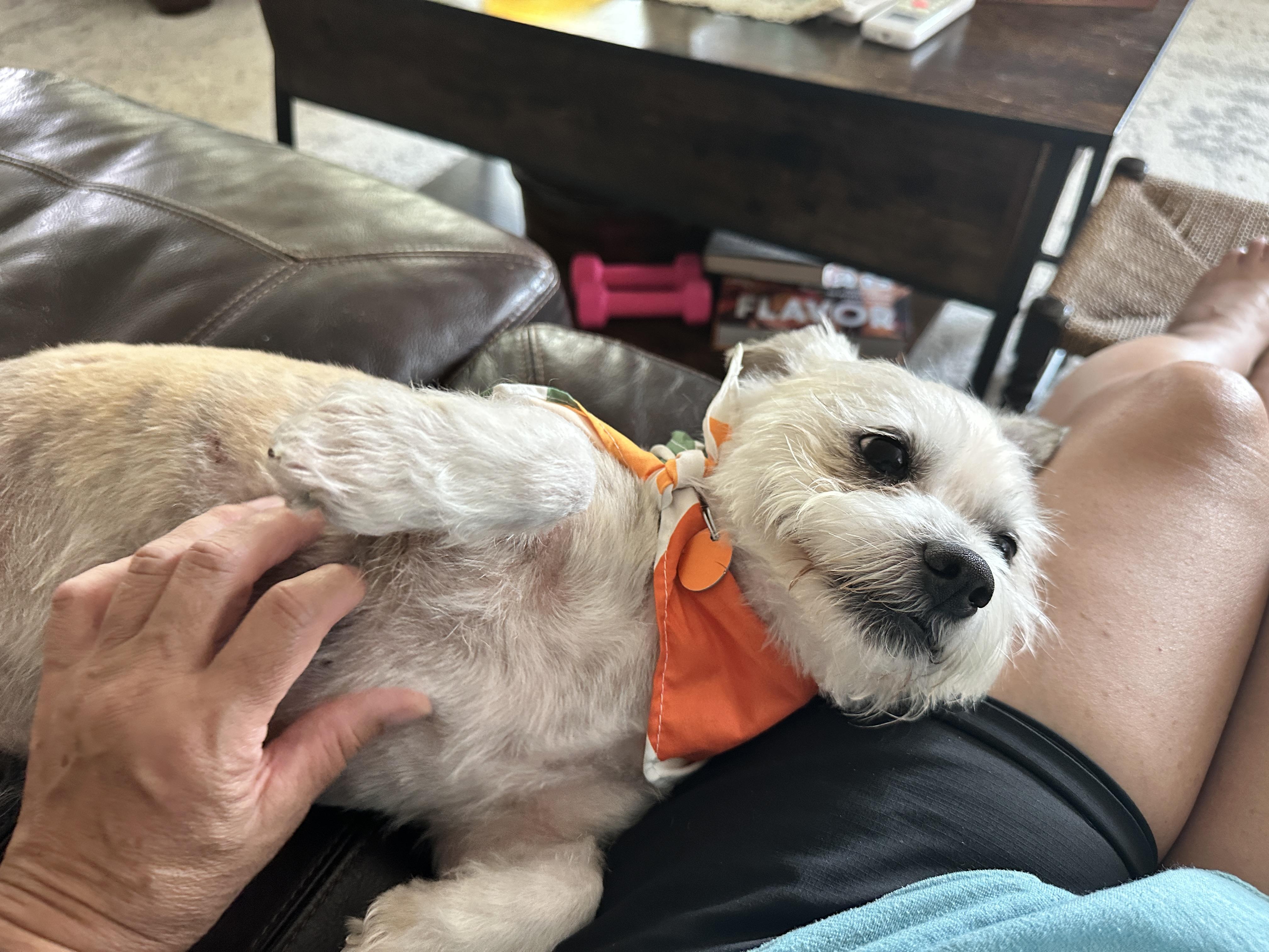 Finn, an adopted mixed breed in Olympia, WA image 6/6