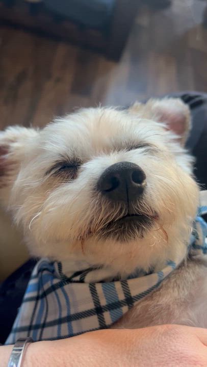 Enlarge Finn, an adopted mixed breed in Olympia, WA video 3/6