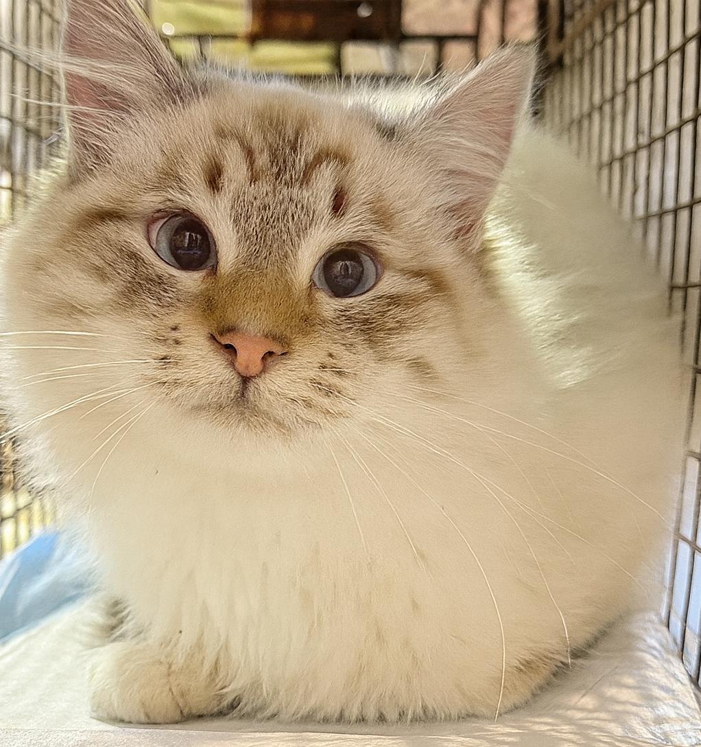 Enlarge Niko (Foster to Adopt - Urgent Need), a Adoptable Siamese in Union City, CA image 1/1