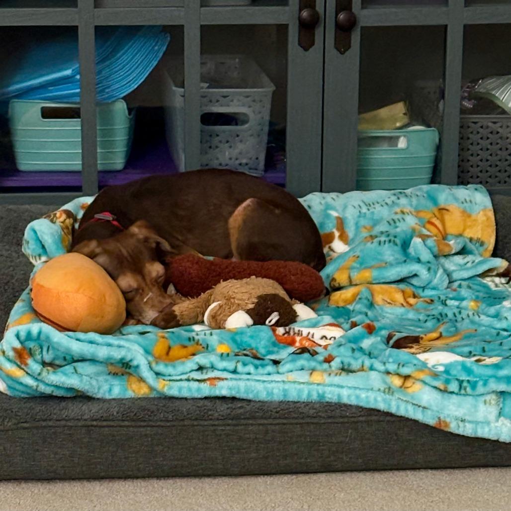 Enlarge Salami, a Adoptable mixed breed in Raleigh, NC image 5/6