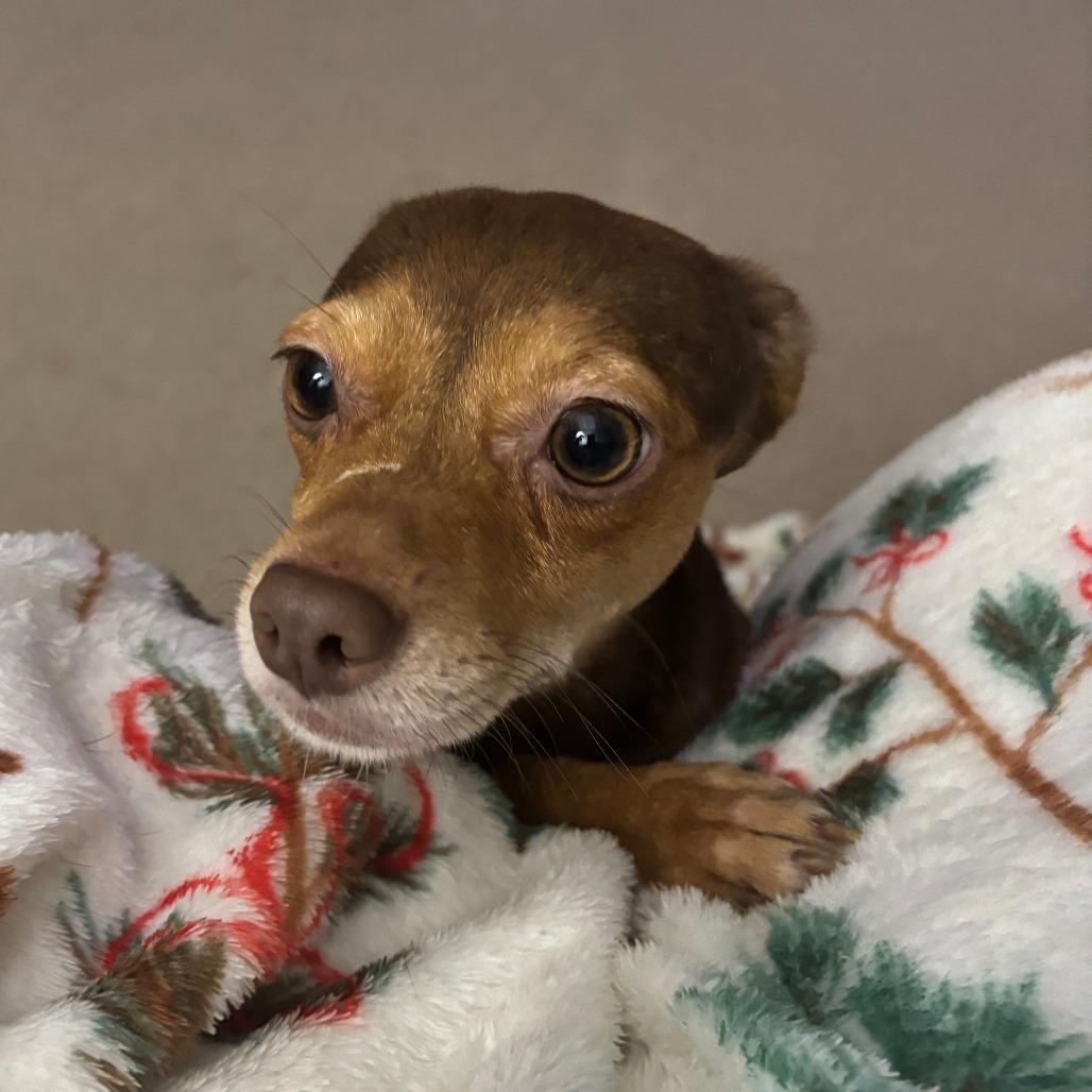 Enlarge Salami, a Adoptable mixed breed in Raleigh, NC image 6/6