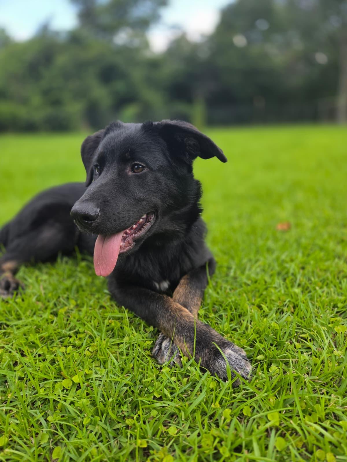 Roscoe, adopted, Puppy Male Labrador Retriever.
