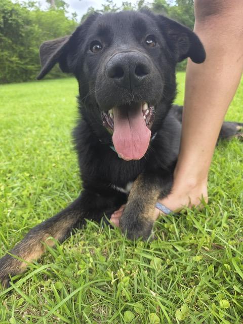 Enlarge Roscoe, an adopted mixed breed in Manhasset, NY image 3/6