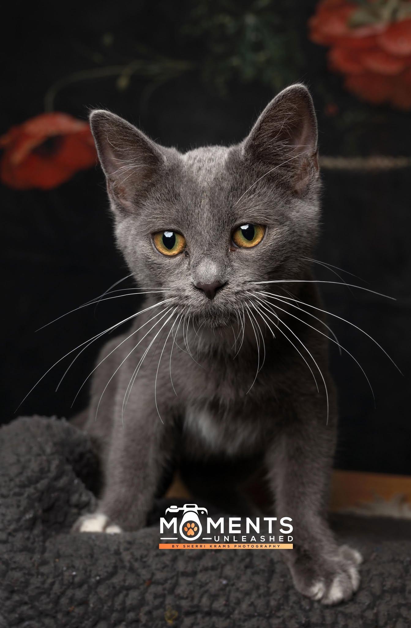 Carly, a Adoptable Domestic Short Hair in Myakka City, FL image 1/5