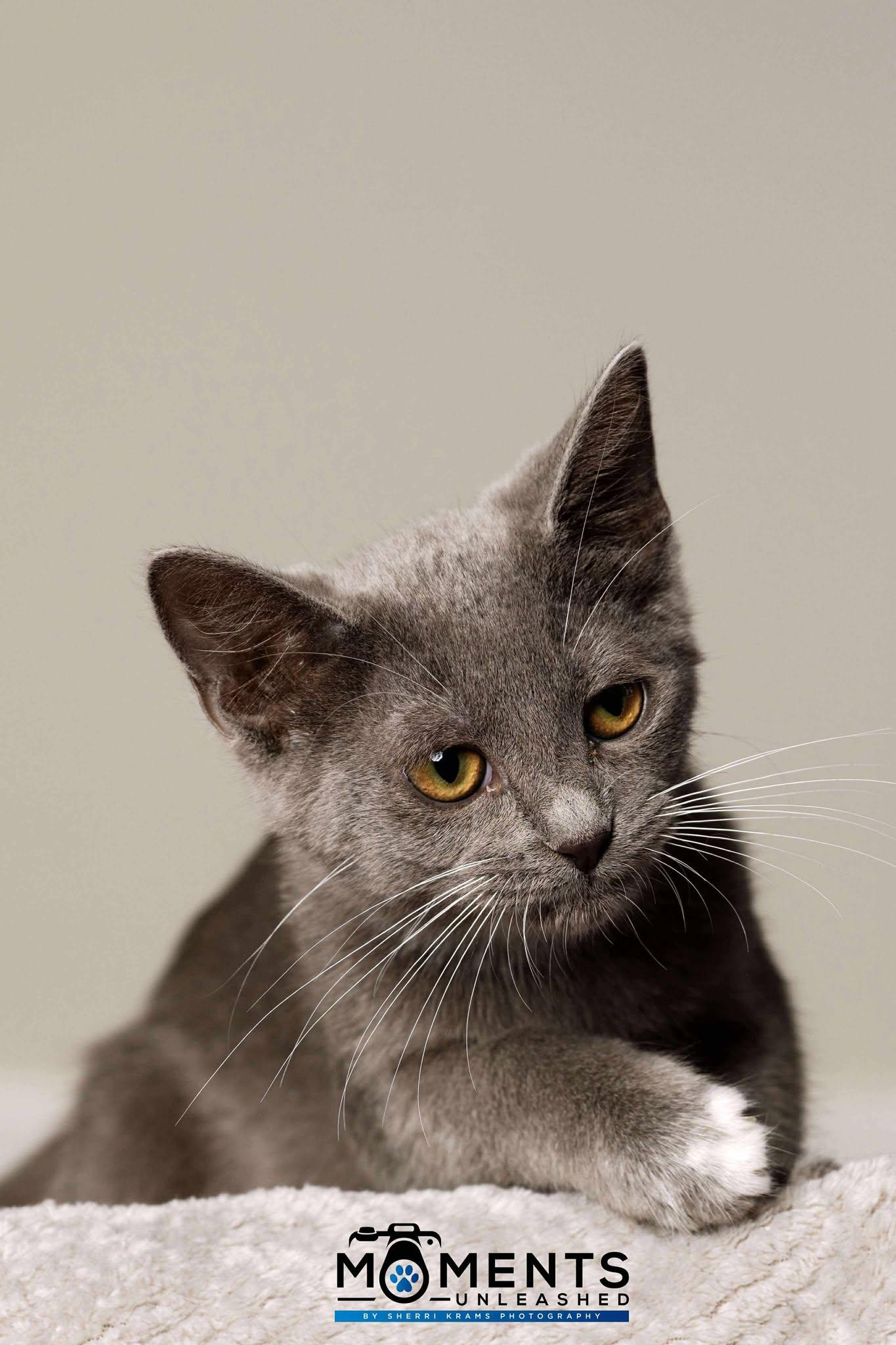 Carly, a Adoptable Domestic Short Hair in Myakka City, FL image 3/5