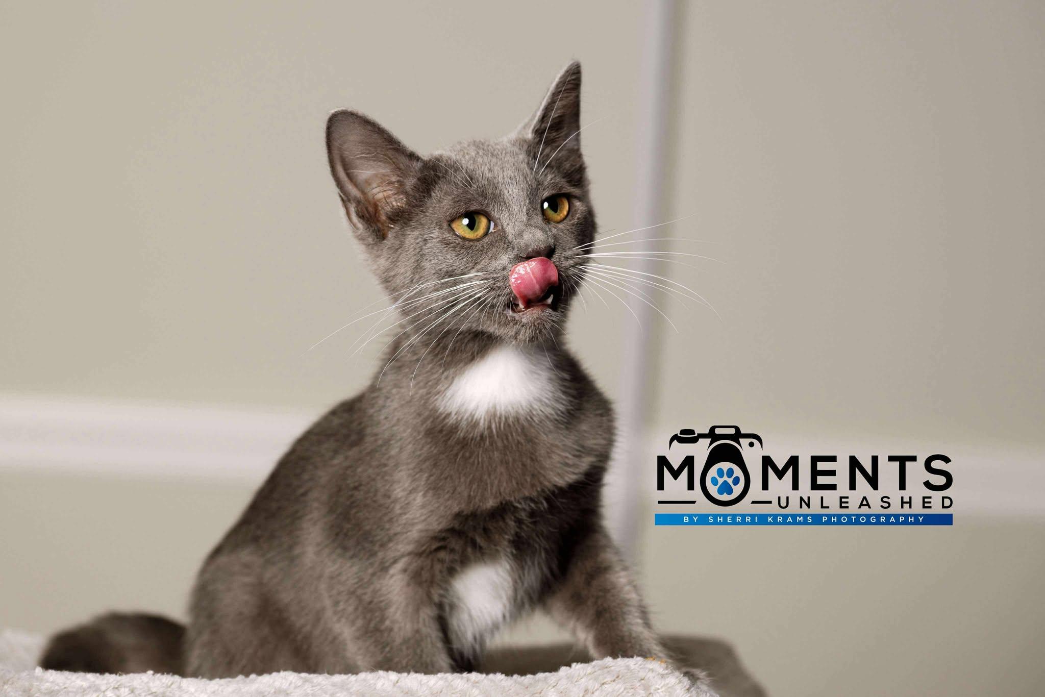 Carly, a Adoptable Domestic Short Hair in Myakka City, FL image 4/5