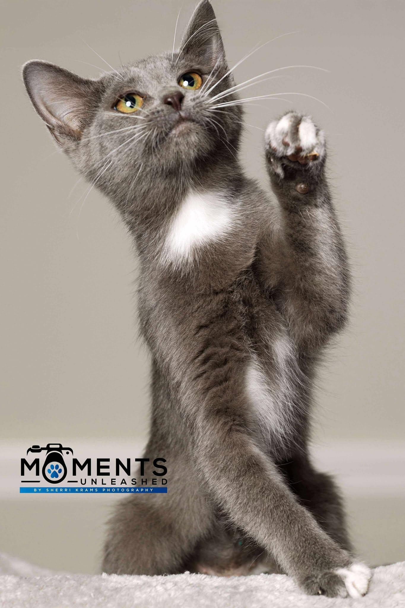 Carly, a Adoptable Domestic Short Hair in Myakka City, FL image 5/5