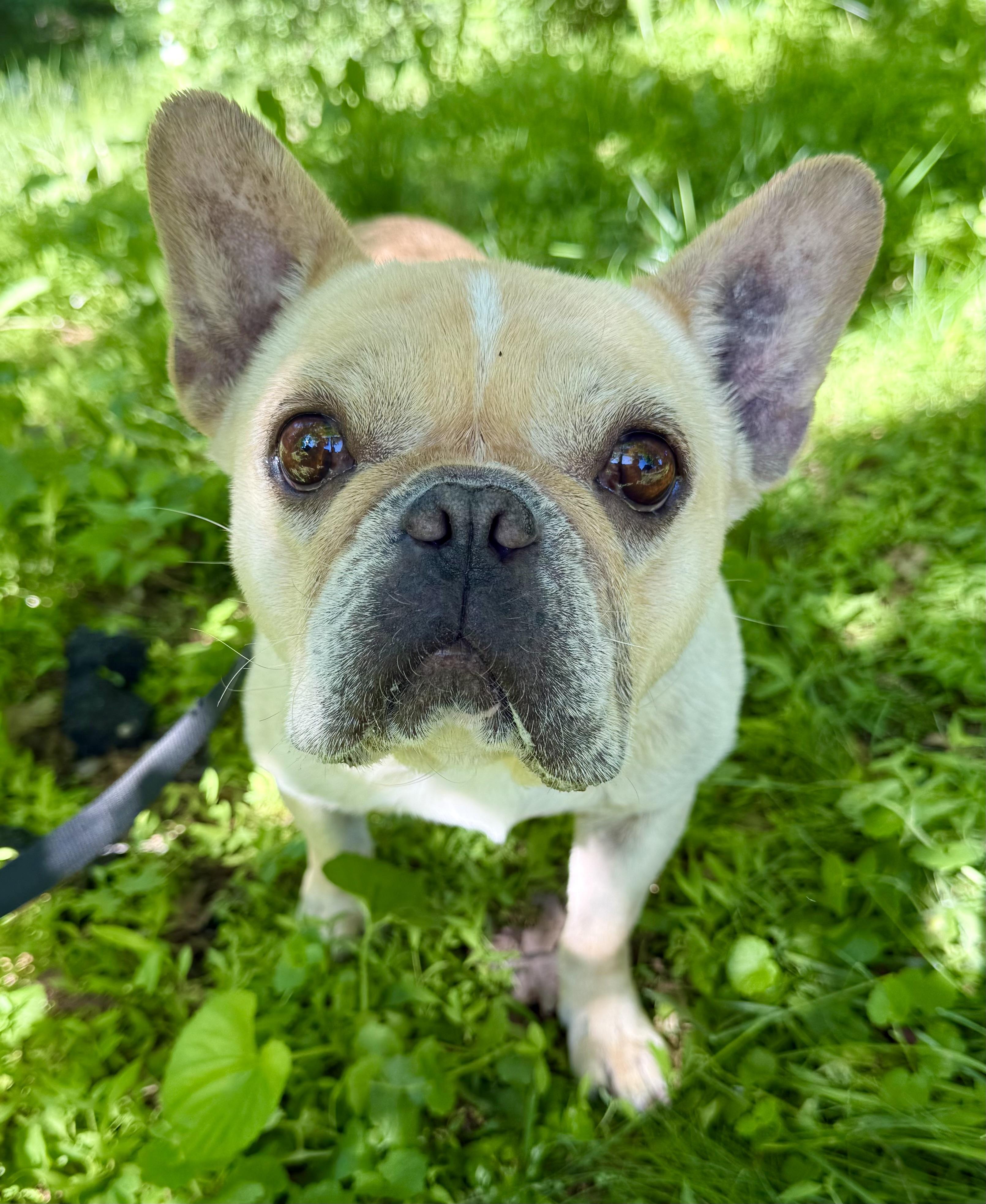 Little miss Sunshine, adopted, Adult Female French Bulldog.
