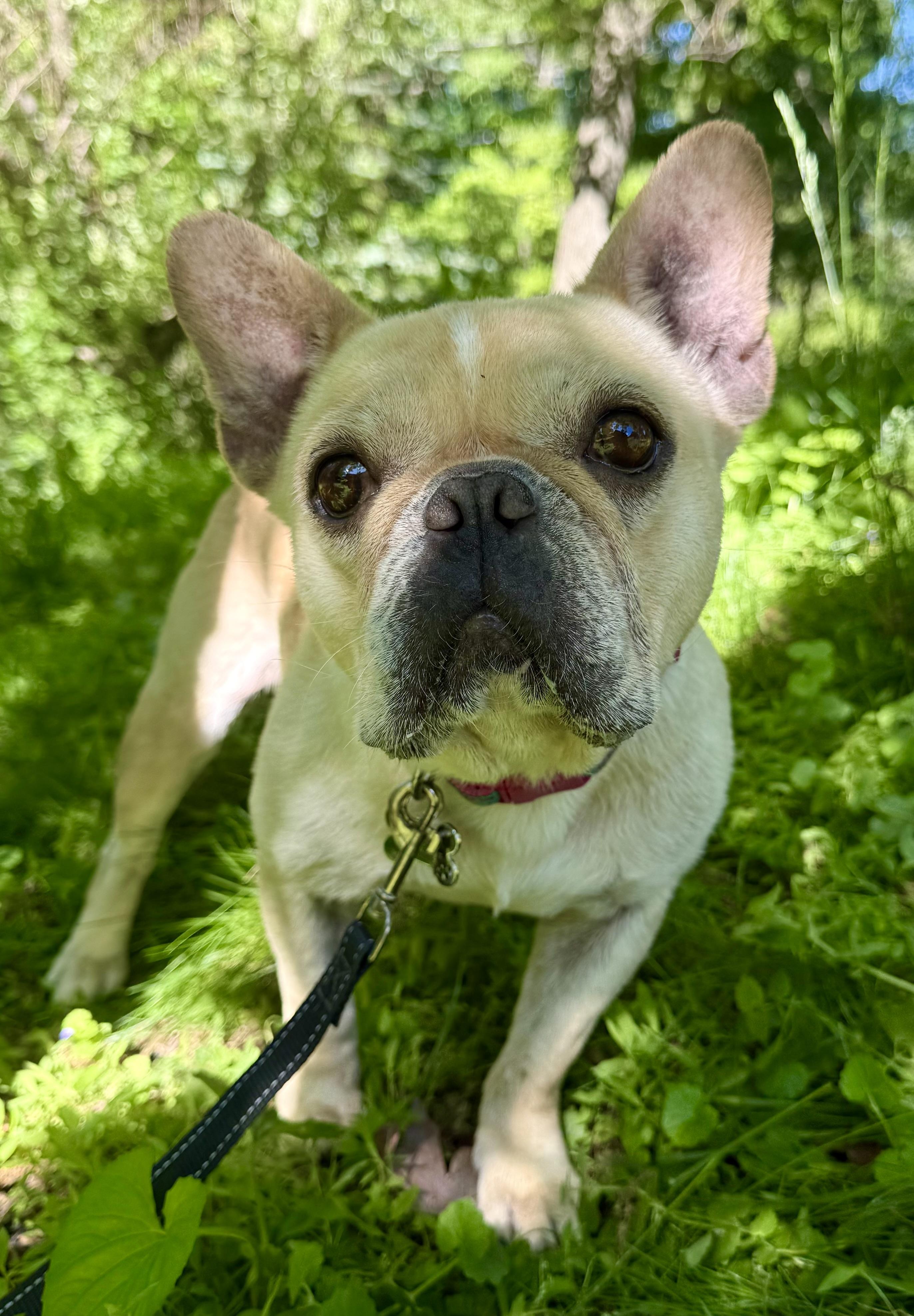 Enlarge Little miss Sunshine, an adopted French Bulldog in Tomkins Cove, NY image 3/5