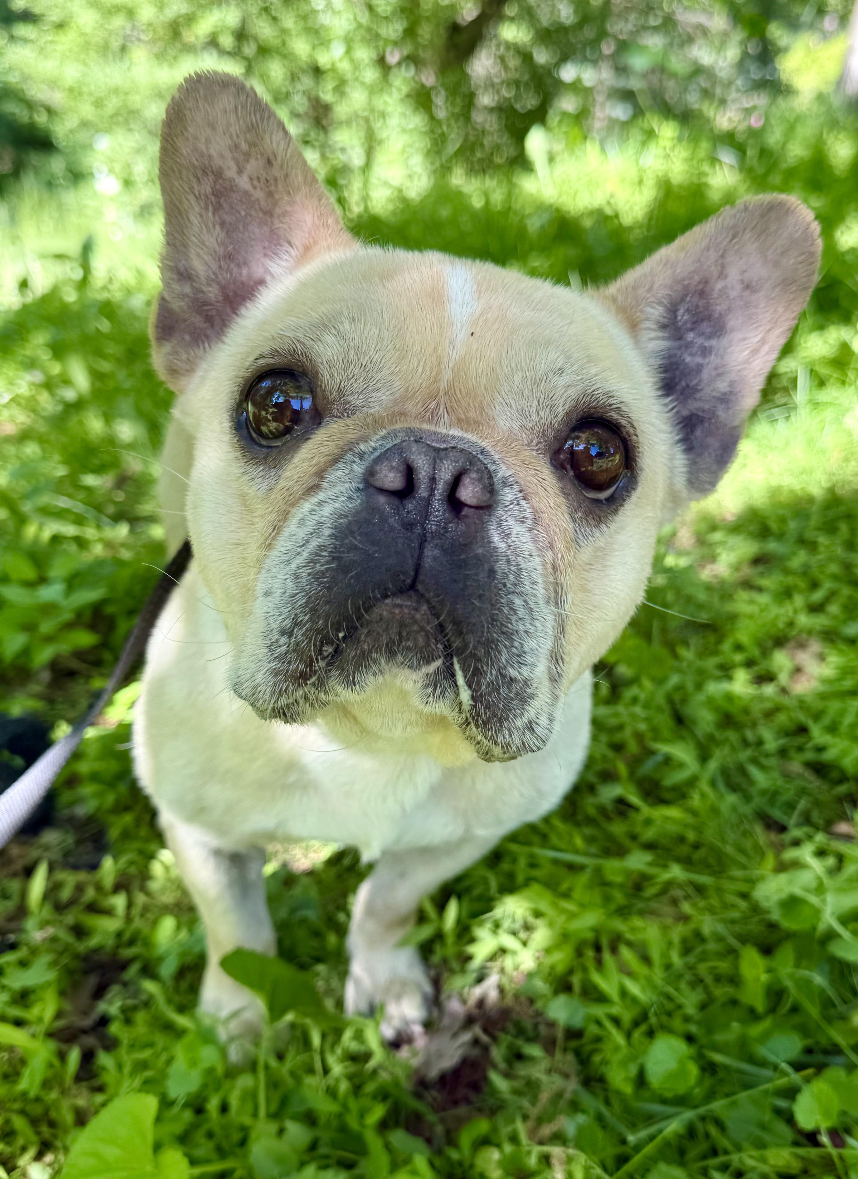 Enlarge Little miss Sunshine, an adopted French Bulldog in Tomkins Cove, NY image 4/5