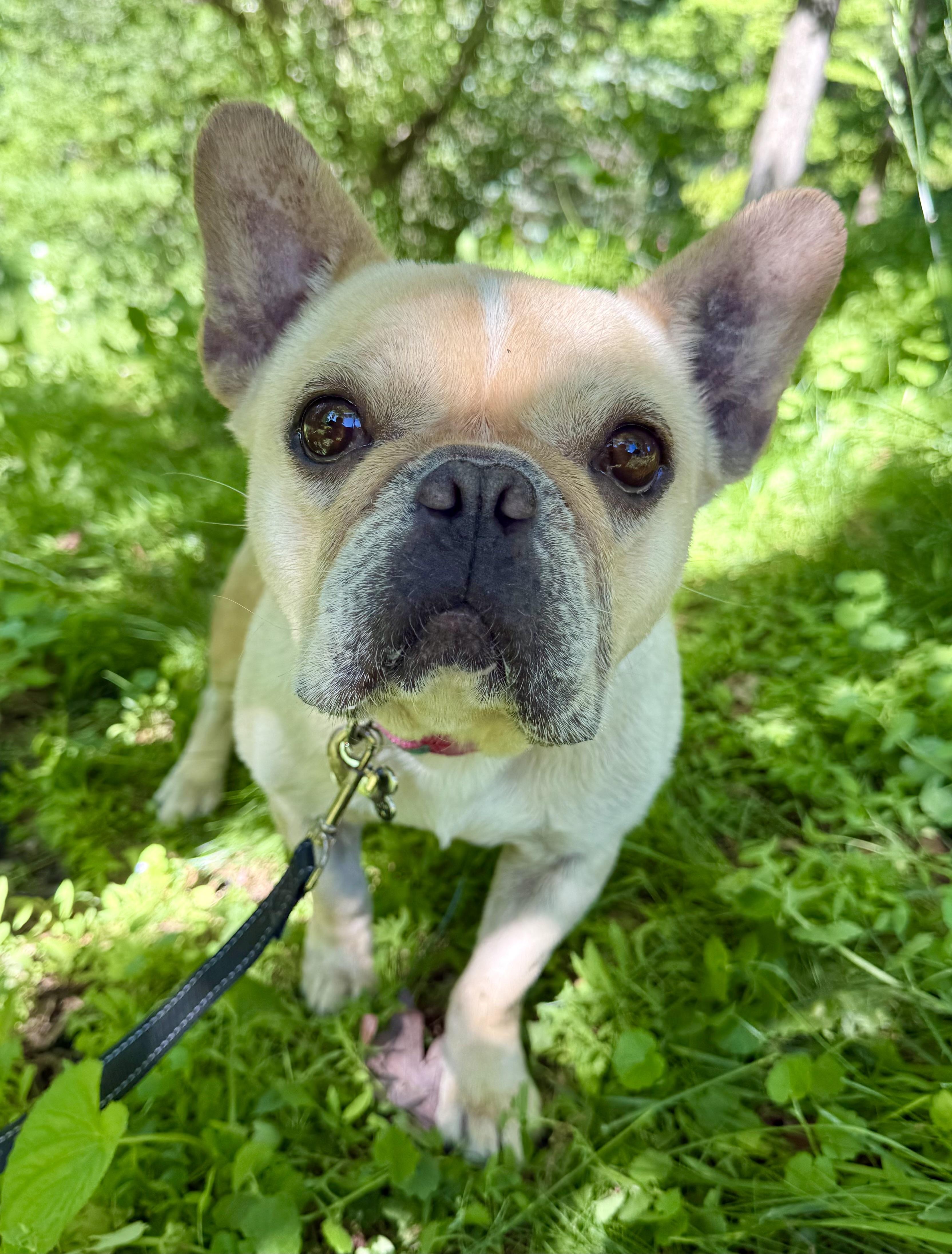 Enlarge Little miss Sunshine, an adopted French Bulldog in Tomkins Cove, NY image 2/5