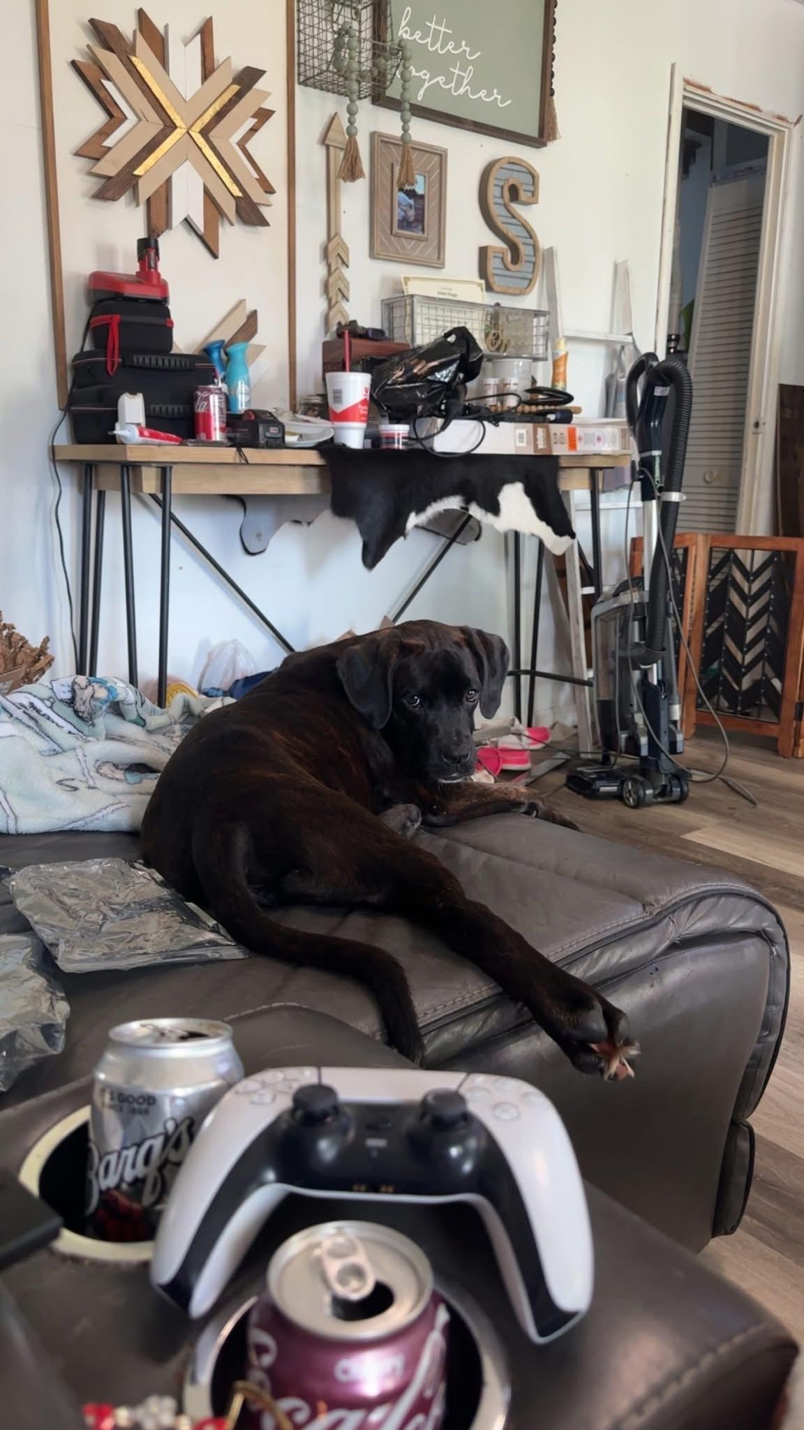 Denali, Adoptable, Young Male Boxer.