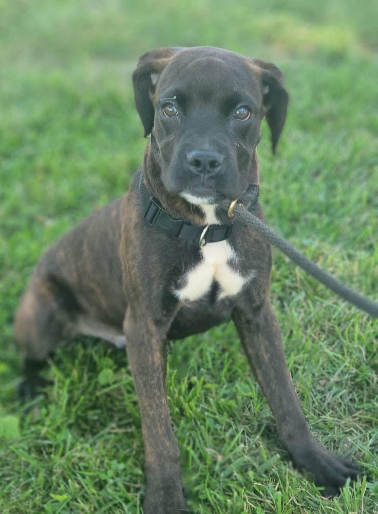 Denali, a Adoptable mixed breed in Fountaintown, IN image 3/6