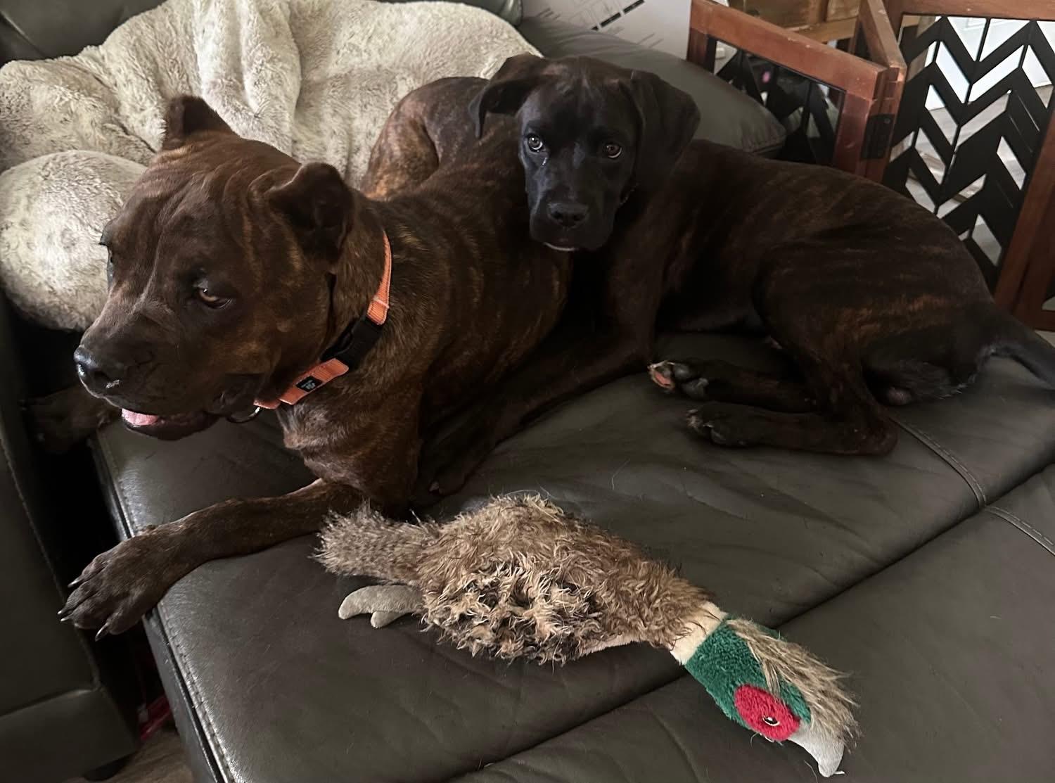 Denali, a Adoptable mixed breed in Fountaintown, IN image 4/6