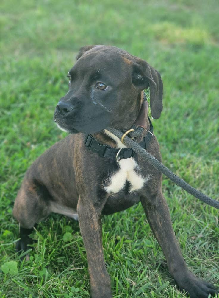 Denali, a Adoptable mixed breed in Fountaintown, IN image 6/6