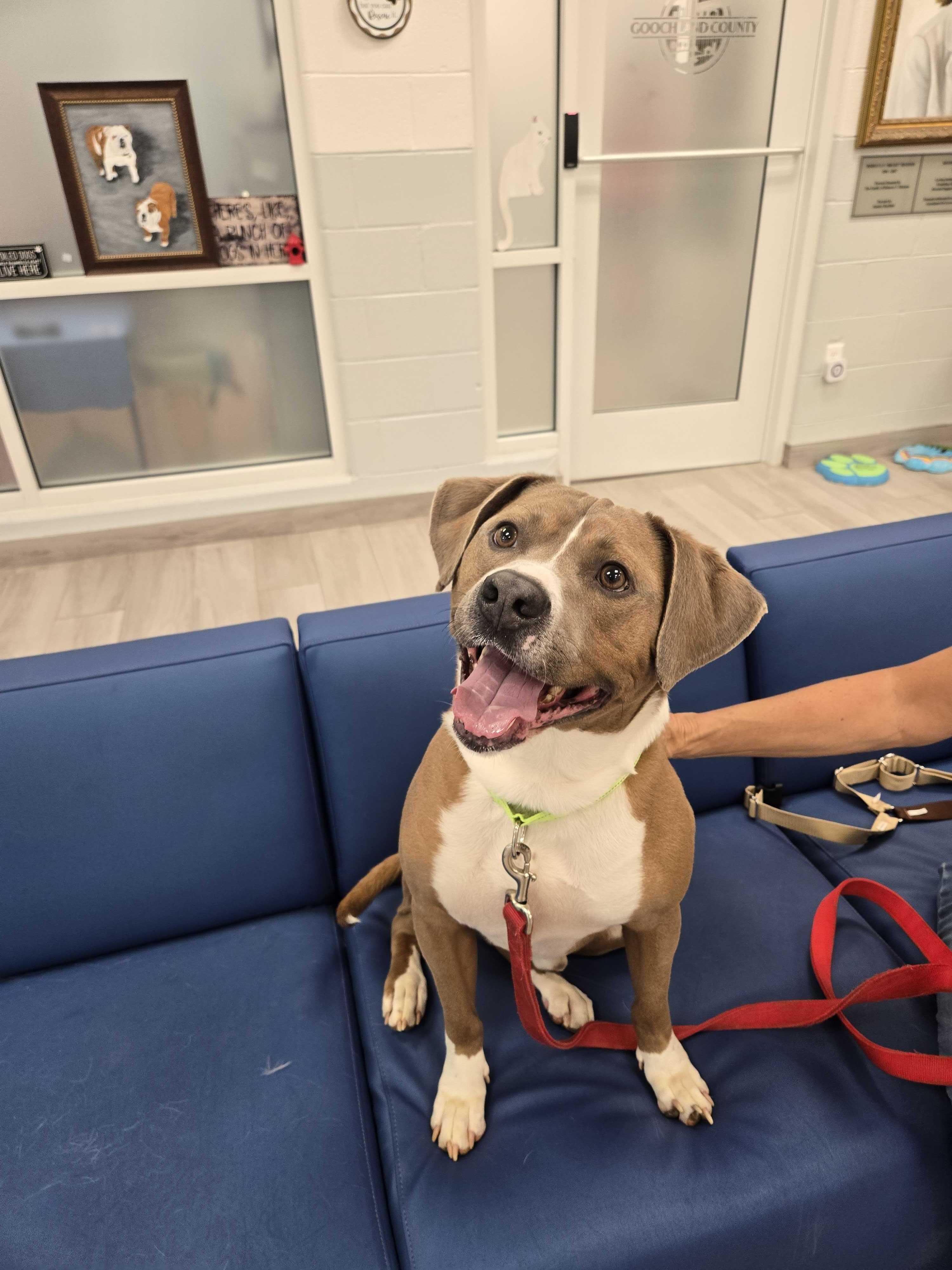 Oobie-Doobie, ADOPTABLE, Adult Male American Bully.