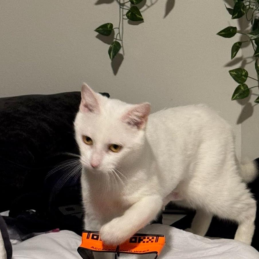 Stacy, Adoptable, Adult Female Domestic Short Hair.