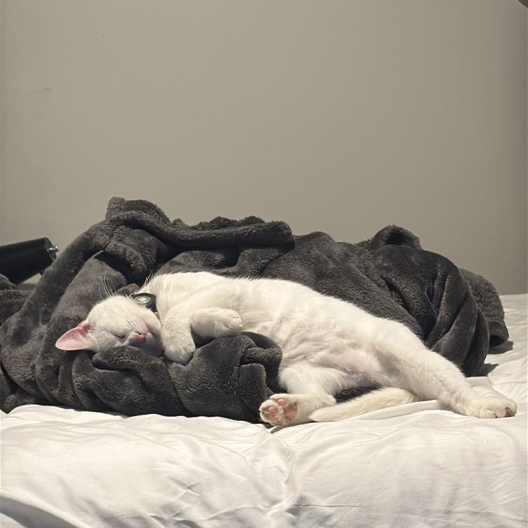 Stacy, a Adoptable Domestic Short Hair in Madison, WI image 2/4
