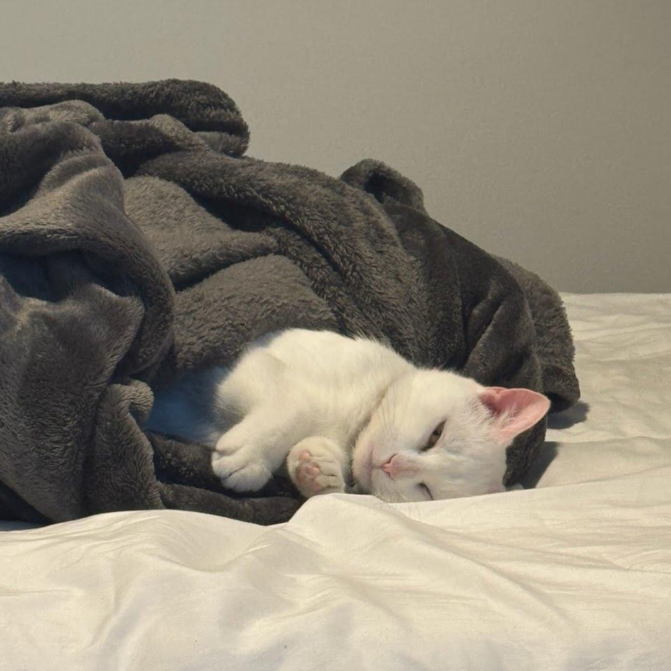 Stacy, a Adoptable Domestic Short Hair in Madison, WI image 3/4