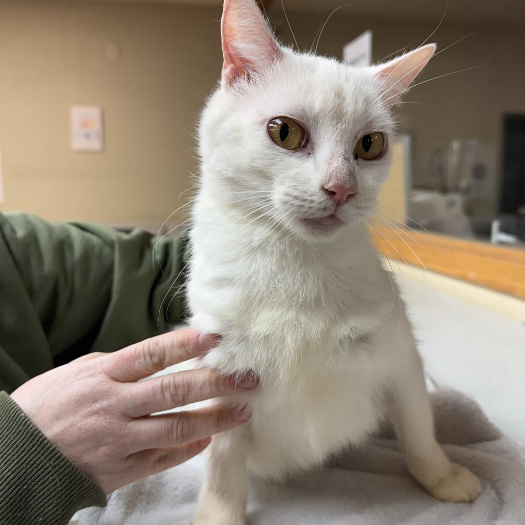 Stacy, a Adoptable Domestic Short Hair in Madison, WI image 4/4