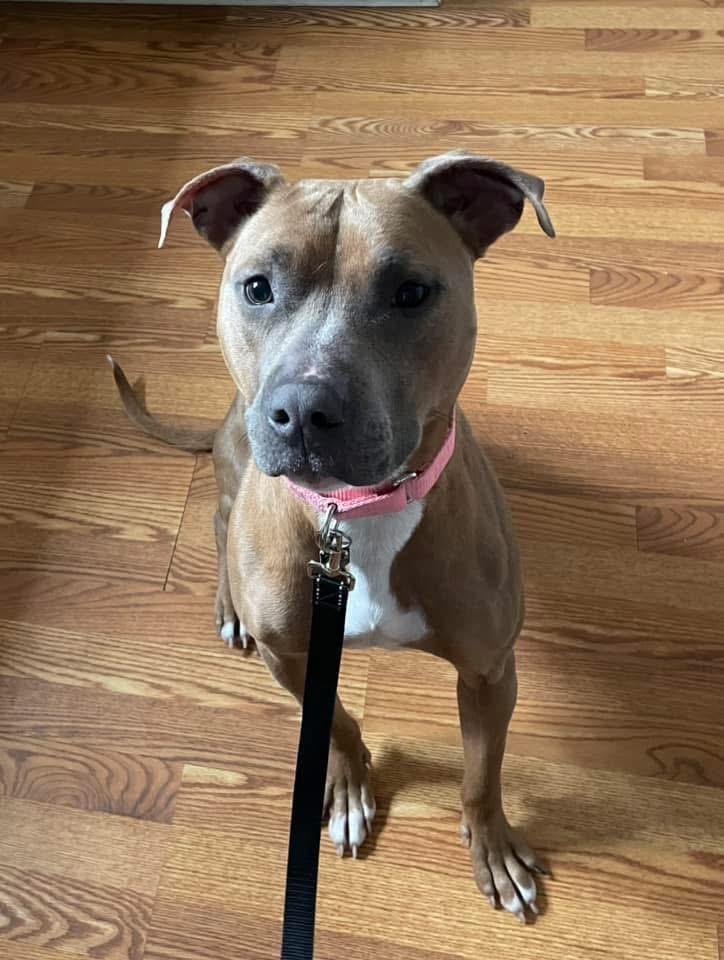 Sundae, a Adoptable mixed breed in East Peoria, IL image 3/5