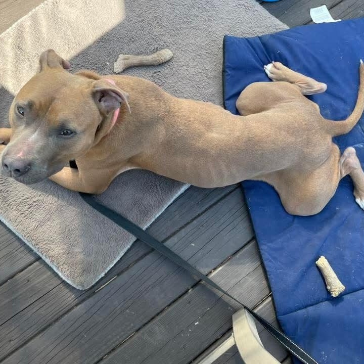 Sundae, a Adoptable mixed breed in East Peoria, IL image 5/5